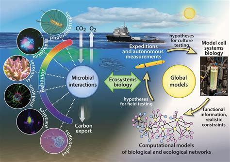 Biogeochemical Cycle Biology