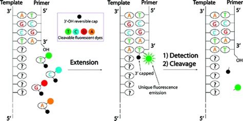 Sequencing Process Labster Theory