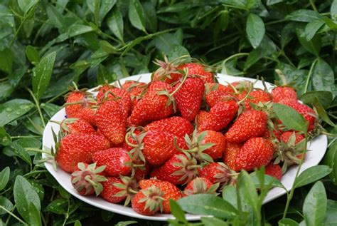 Как ухаживать за клубникой весной, чтобы был хороший урожай?