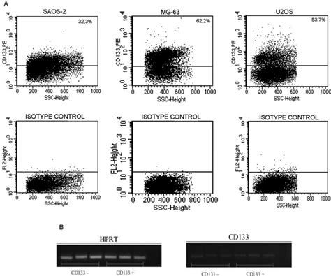 Cd133 Intracellular Expression In Adherent Cells A Figure Performed