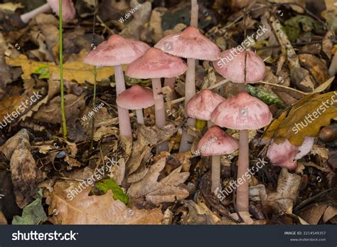 Seven Pink Mycena Rosea Rosy Bonnet Stock Photo 2214549357 Shutterstock