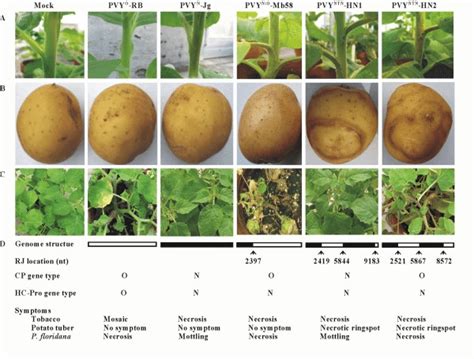 Symptoms Induced By Different Isolates Of Potato Virus Y Pvy On Download Scientific Diagram