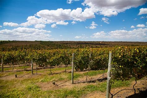 Rota dos vinhedos brasilienses apostam na produção de vinhos e