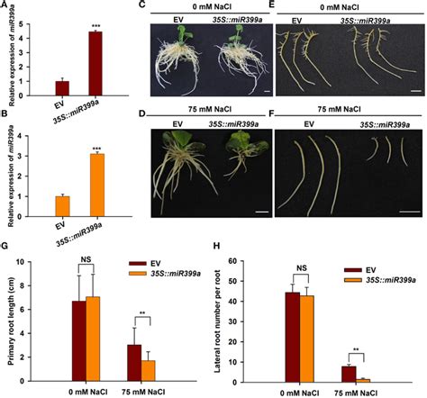 Frontiers Genome Wide Small RNA Analysis Of Soybean Reveals Auxin