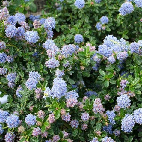 Try Drought Tolerant Ceanothus For Beautiful Addition To Oregon Gardens