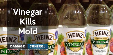 Vinegar Mixtures That Kill Mold -- Damage Control 911