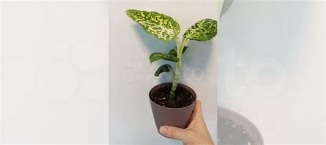 Диффенбахия рефлектор купить в Санкт-Петербурге | Товары для дома и ...