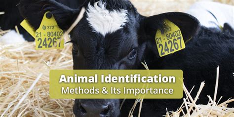 Animal Identification Its Benefits And Types Of Identification