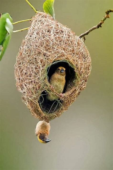 The Baya Weaver Ploceus Philippinus Is A Weaverbird Found Across The Indian Subcontinent And