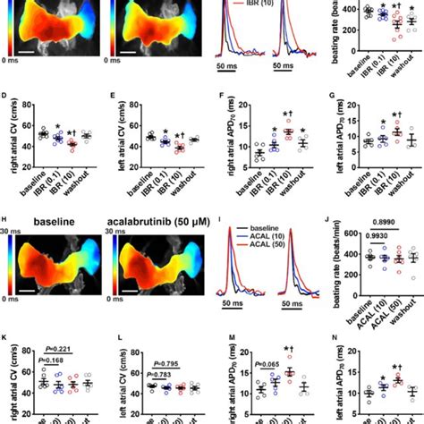 Effects Of Ibrutinib And Acalabrutinib On Atrial Myocyte Action