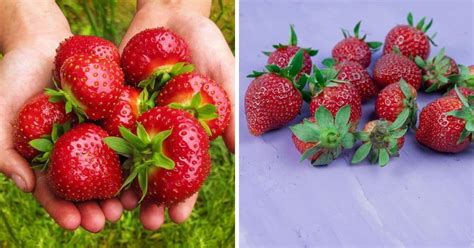 Purple Strawberries (All You Need to Know)