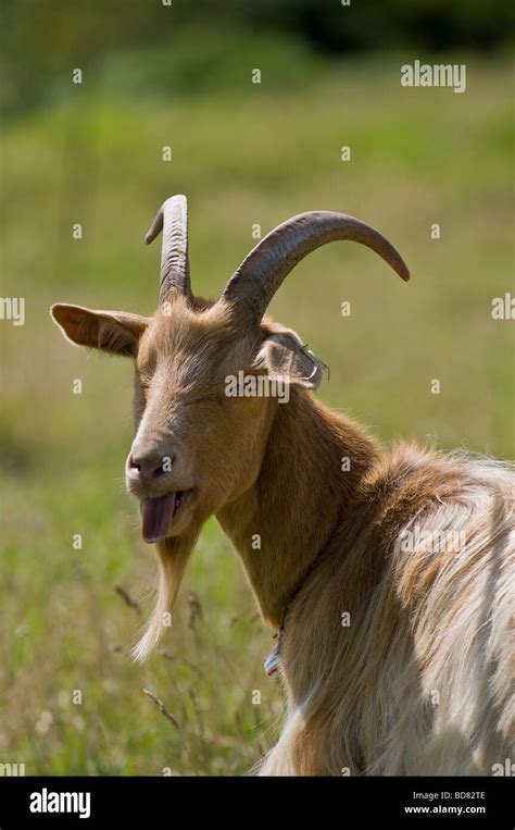 A One Eyed Goat With Its Tongue Sticking Out Photo By Gordon Scammell