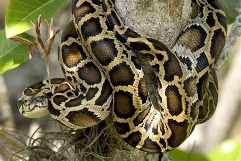 20 Interesting Facts About Burmese Pythons - Wildlife Informer