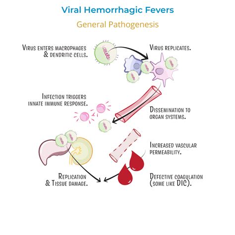 Immunology Microbiology Glossary Viral Hemorrhagic Fevers Ditki