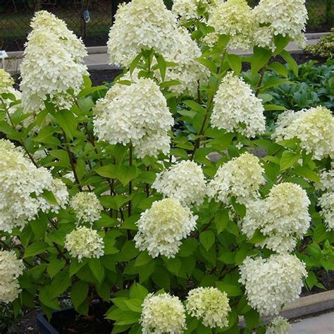 Guida Alla Potatura Delle Ortensie Quando E Come Potare Le Ortensie