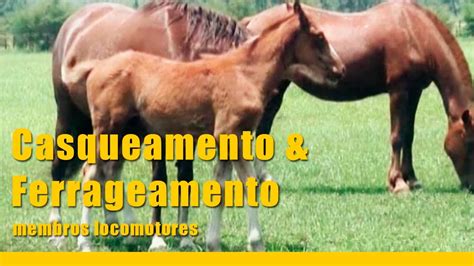 Como Fazer Casqueamento E Ferrageamento Em Cavalos Cap Membros