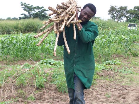 Transporting Cassava Stems To Demonstration Field Technici Flickr