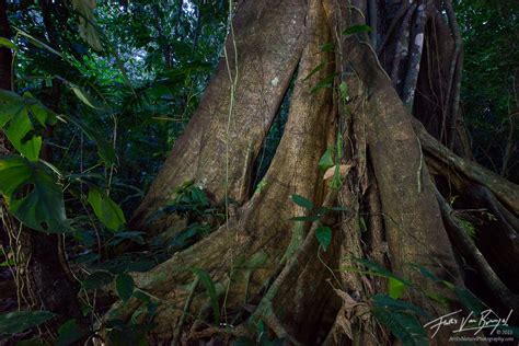 Ancient Soul Lacandon Jungle Chiapas Art In Nature Photography