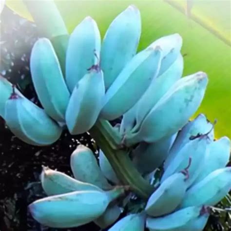 Blue Java Banana Tree Live Plant For Planting Ice Cream Banana Plant Live Cold Hardy Banana