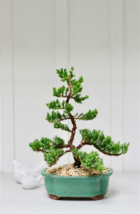 Bonsai - Semi Upright Juniper - Louie - 35cm Sold by Bonsai Boy