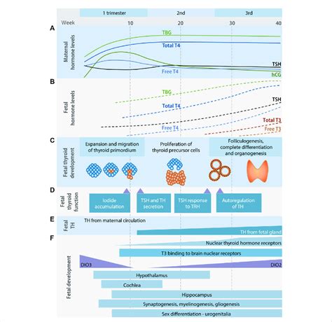 The Thyroid Hormone System And Fetal Development Maternal A And Download Scientific Diagram