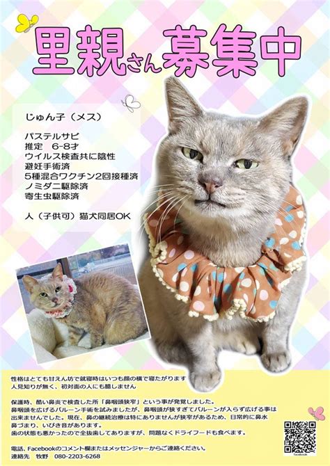 明日は保護猫譲渡会！ Chikoと愉快な毛深い仲間達