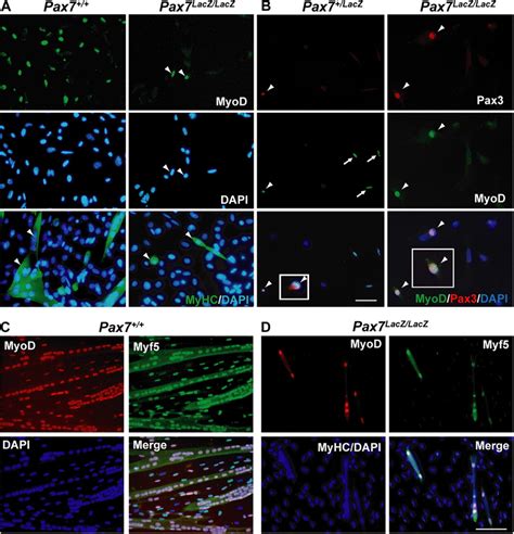 Identification Of Pax7 Independent Myogenic Cells Expressing Pax3 A