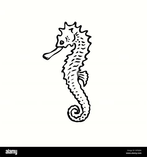 Seahorse Drawing Ink