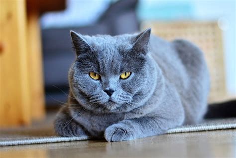 Chartreux Cat Breed: Info, Pictures, Care, Traits & Facts | Hepper