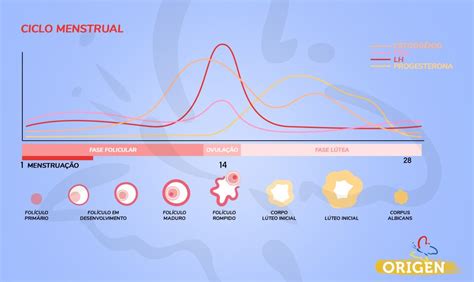 Hormônios E Fertilidade Como é A Relação Clínica Origen