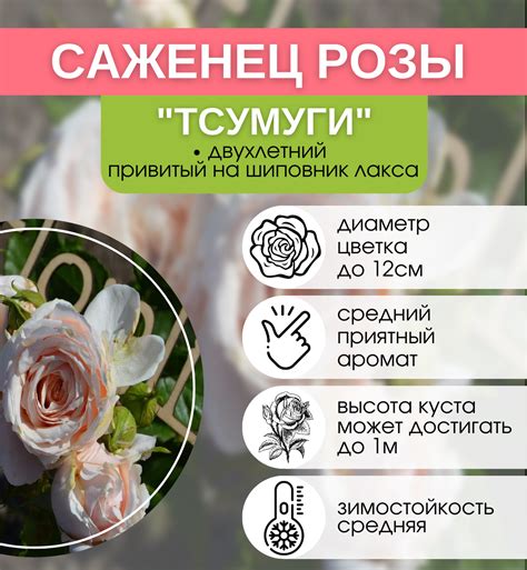 Купить саженцы Роза японская Тсумуги с доставкой! | Florali-Flor