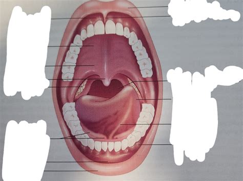 16 Diagram | Quizlet