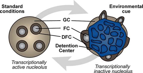 Model Functional Remodeling Of The Nucleolus The Nucleolus Readily