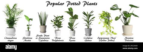 Set of many different popular potted plants with names on white ...