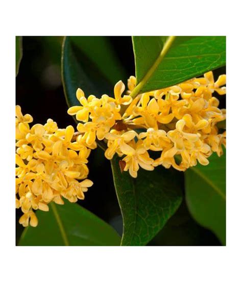 Huile Essentielle Osmanthus Pure Absolue Dromessence