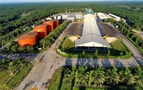 PT Sawit Sumbermas Sarana Tbk SSMS Tebar Dividen Sebesar Rp760 Miliar