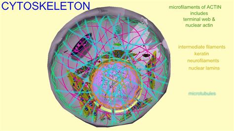 Components Of Cytoskeleton Youtube