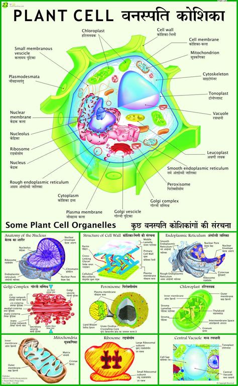 Biology Charts And Diagrams