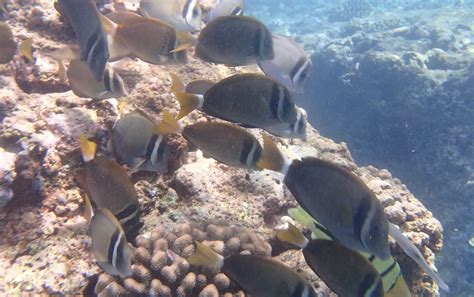 Snorkeling in Sharks Cove, Oahu | Snorkeling in Hawaii