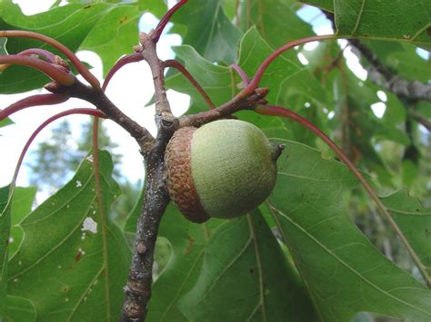 Quercus rubra (northern red oak): Go Botany