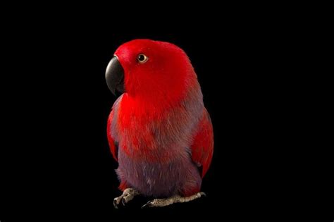 Joel Sartore Photo Ark On Instagram This Beauty Is A Female Northern