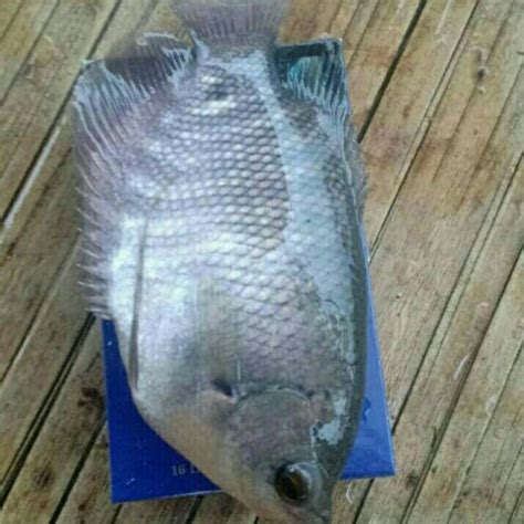 Jual Bibit Ikan Gurame 3 Jari Super Full Shopee Indonesia