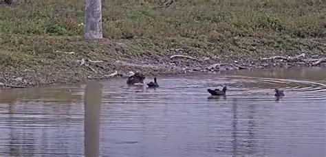 M15 Bathes With Ducks Video - SWFL Bald Eagle Nest Cam - SPO