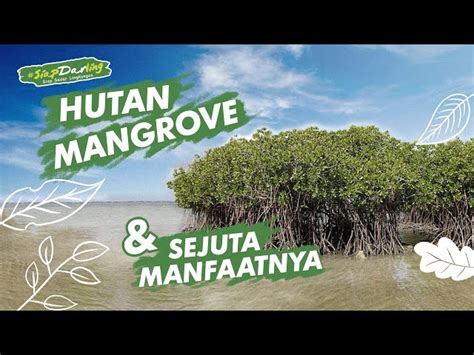 Temukan Manfaat Menanam Mangrove Yang Jarang Diketahui