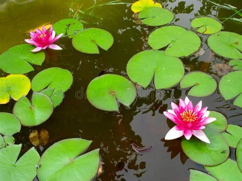 Hojas De La Flor Y Del Verde De Loto Del Lirio De Agua Roja Foto De