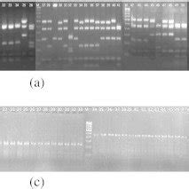 Dendrograms Showing The Phylogenetic Relationship A Aefb Strains