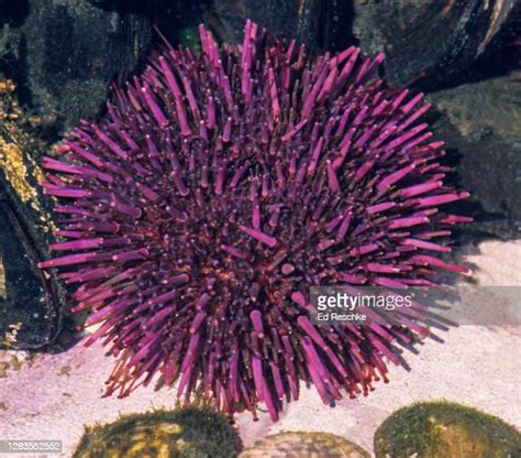 Sea Urchin Feet Photos Et Images De Collection Getty Images