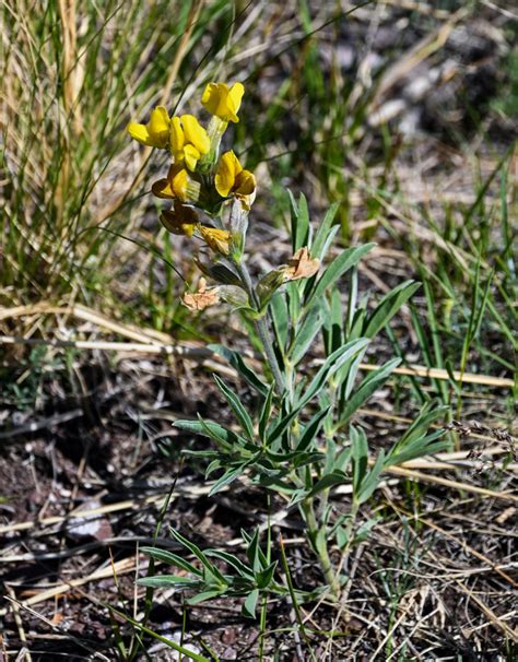 Thermopsis lanceolata - Изображение особи - Плантариум