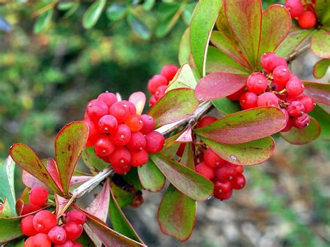 Lemon Berberis | Edimentals