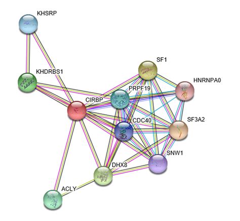 Cold Inducible RNA Binding Protein CIRBP Protein Overview Sino Biological